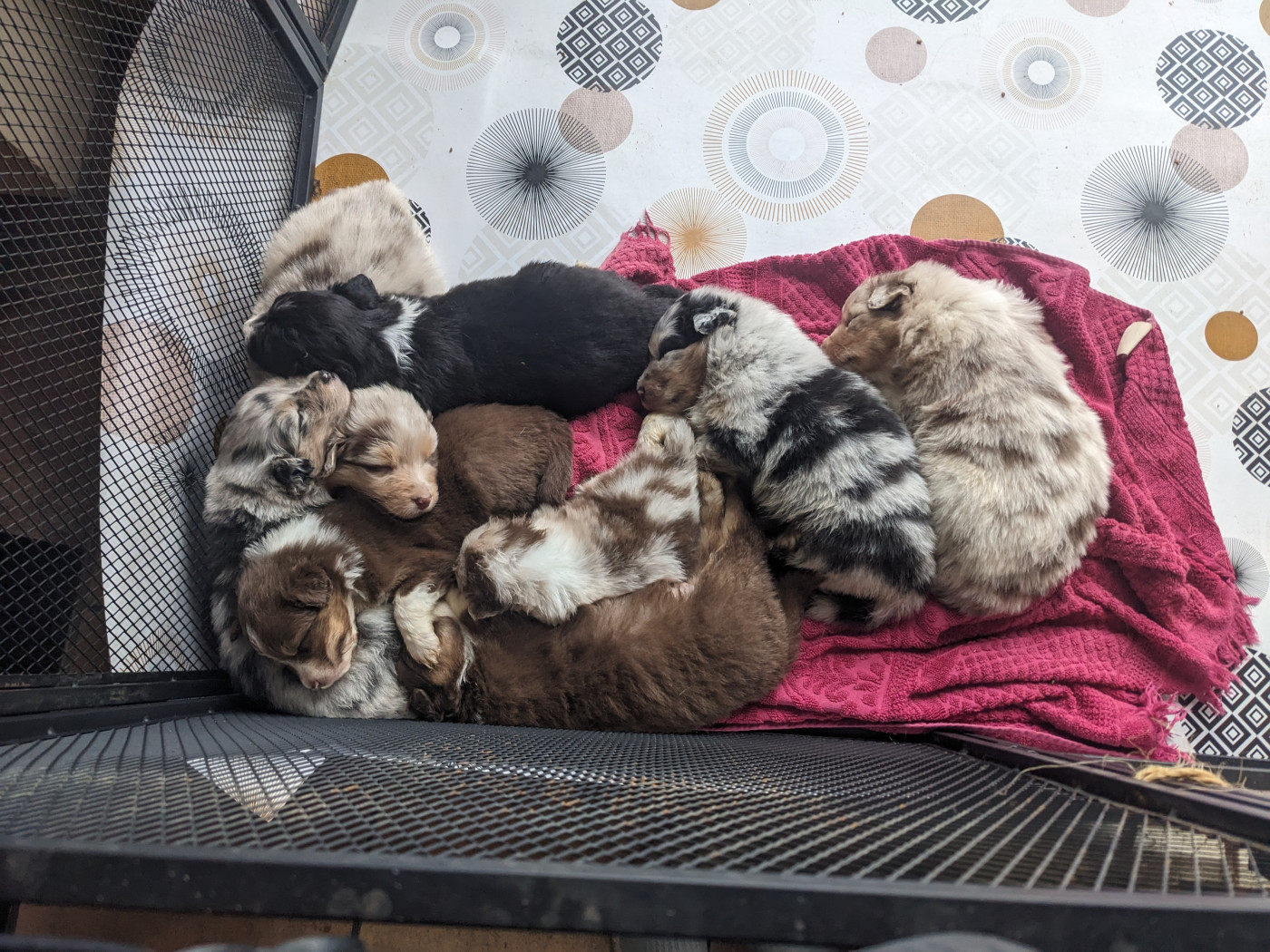 Chiot Berger Australien Des Terres O'stral De Luska